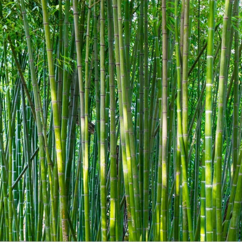 Bamboo